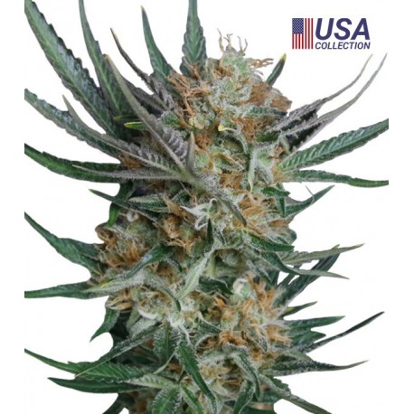 SOUR KUSH FOTOPERIODICA (FEMMINILIZATA)