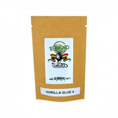 GORILLA GLUE 4 FOTOPERIODICA (FEMMINILIZATA)